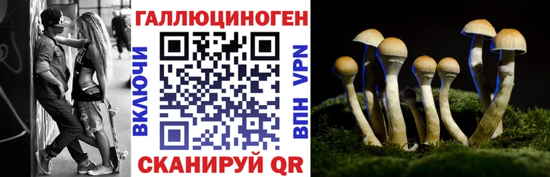 закладки  Медногорск  Галлюциногенные грибы Psilocybine cubensis 